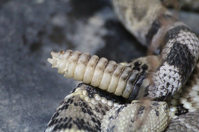 how long does rattlesnake venom take to kill a human
