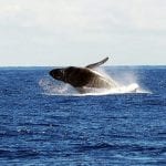 Oxnard Whale Watching Season