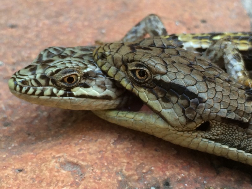 Help the Natural History Museum Study Alligator Lizards in Your Backyard