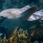Aquarium Live - Animals and Their Senses