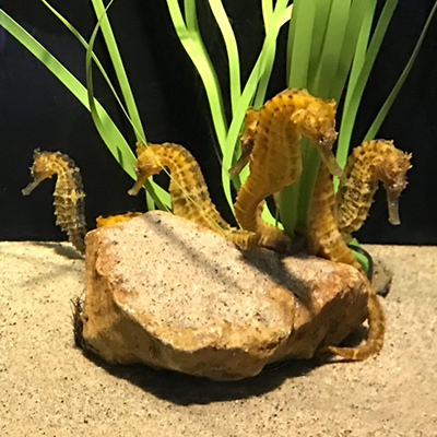 Heal the Bay Knowledge Drop: Seahorses and Other Fintastic Fathers