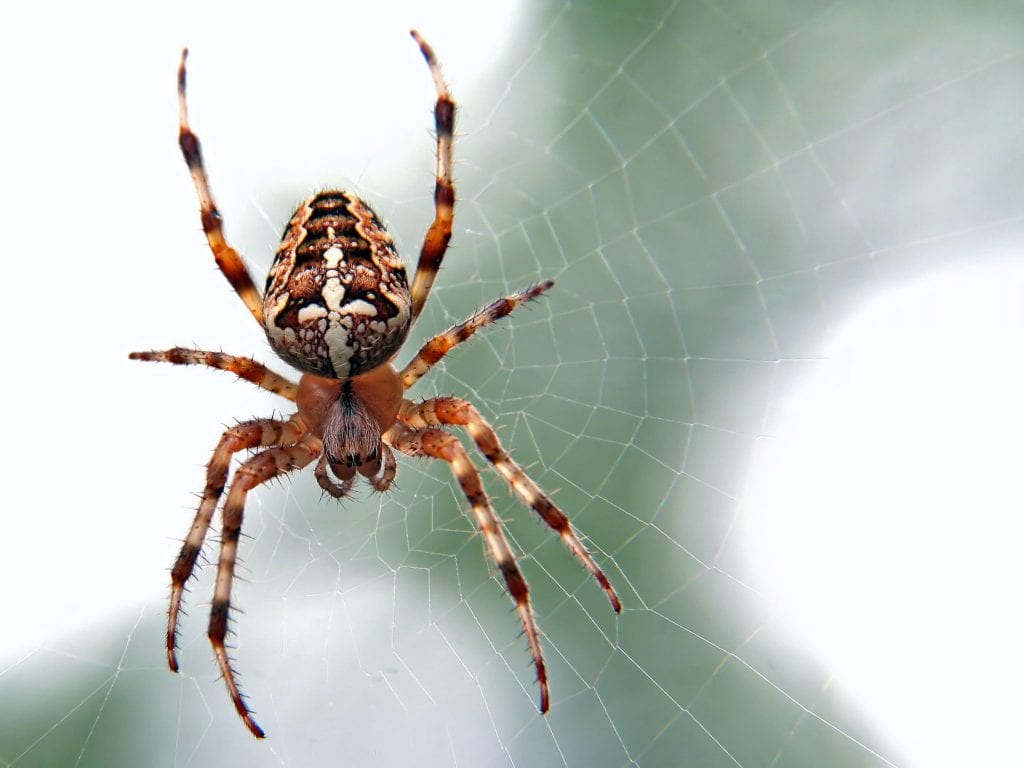 Spider Bite Prevention Tips From California Poison Control - L.A. Parent
