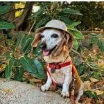 South Coast Botanic Garden Dog Walking Hours