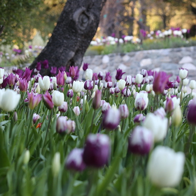 Cherry Blossoms and Tulips Bloom at Descanso Gardens