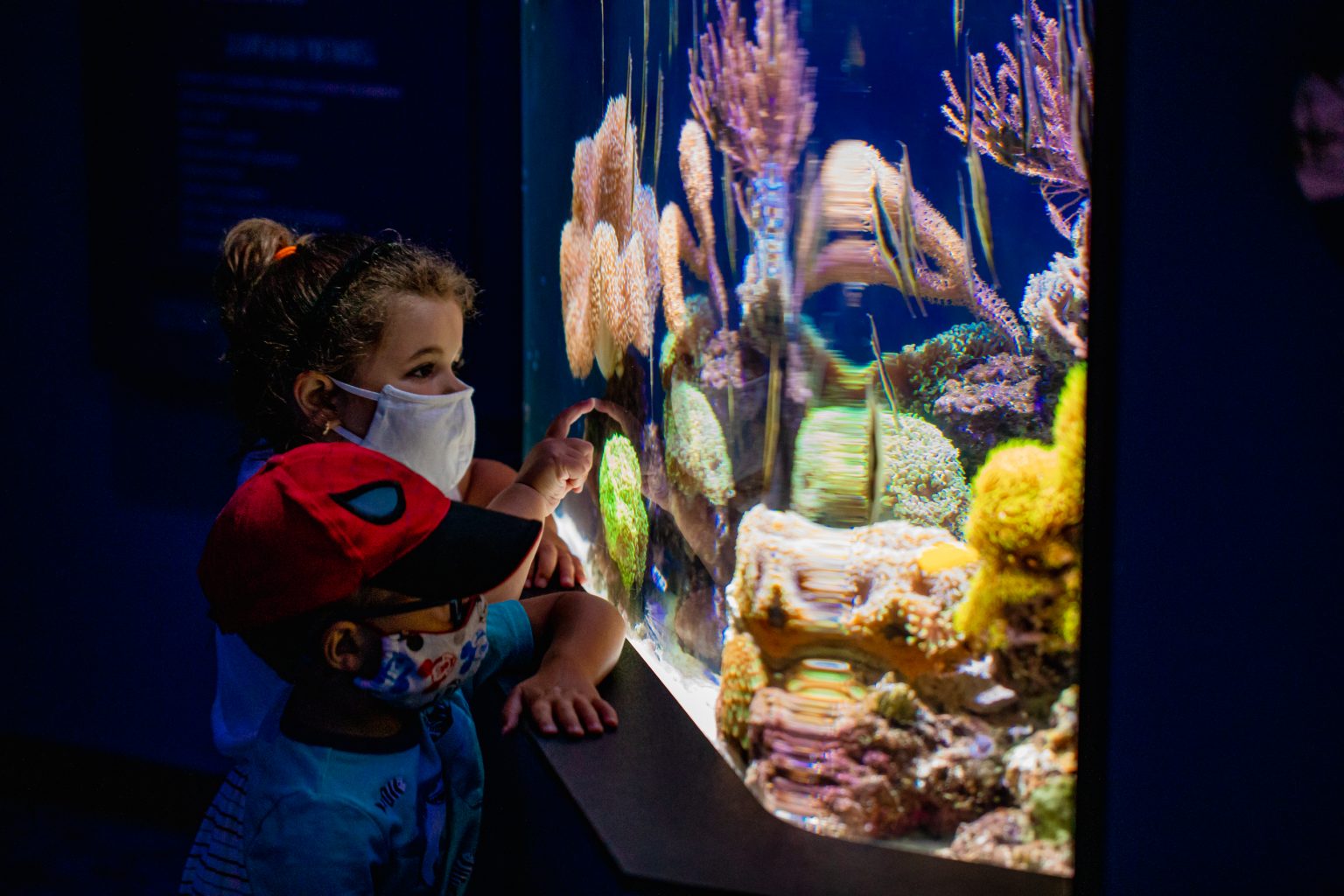 Birch Aquarium is Now Open Indoors and Out L.A. Parent