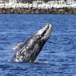 Whale Watching at Dana Point Harbor