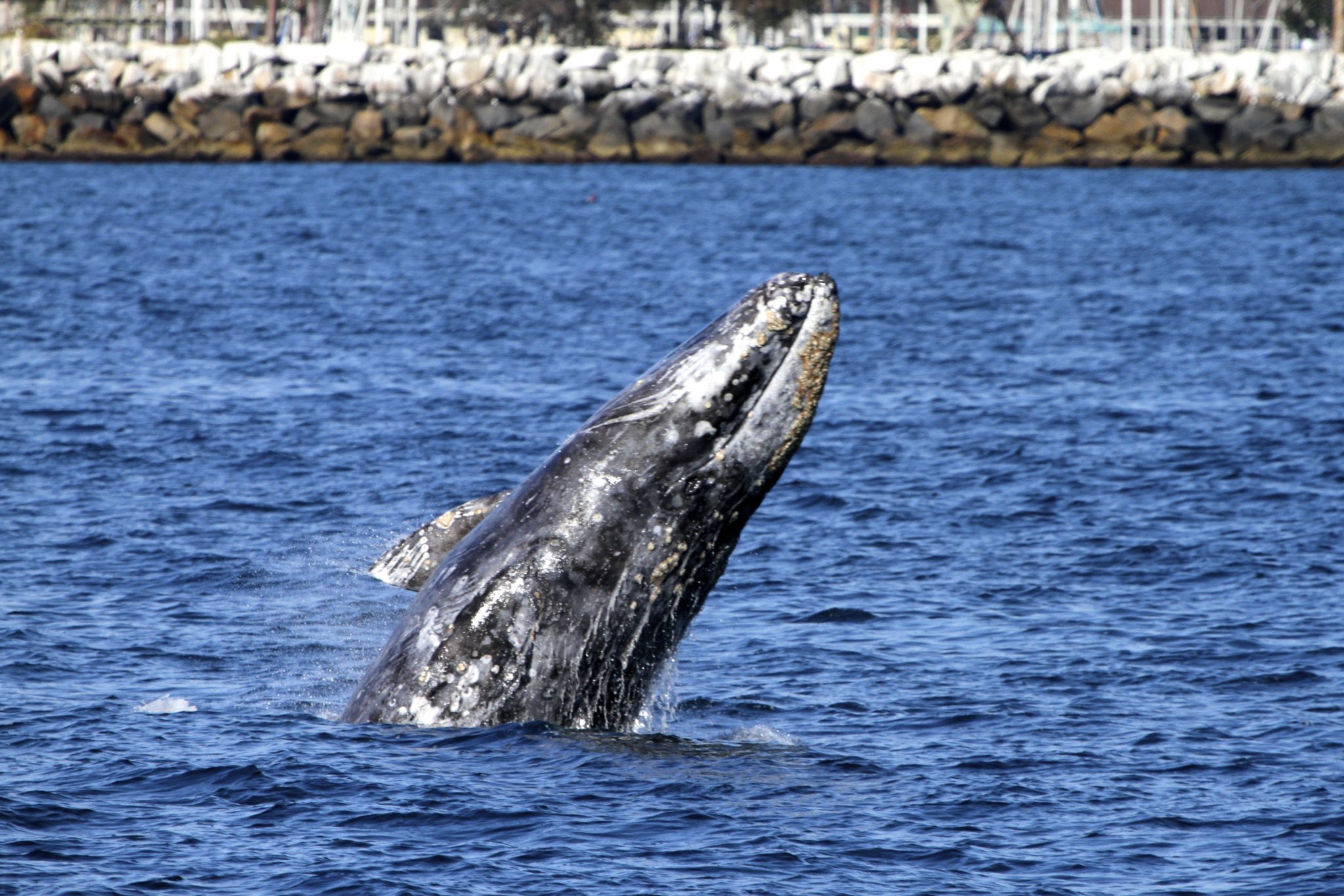 Whale Watching at Dana Point Harbor