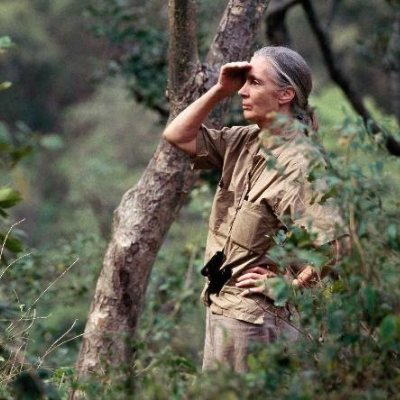 “Becoming Jane: The Evolution of Dr. Jane Goodall” Exhibit