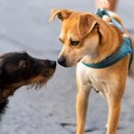 Wellness Workshop: How to Help Your Leash-Reactive Dog