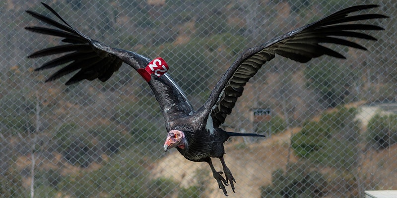 Animal Matters: L.A. Zoo's California Condor Conservation Project