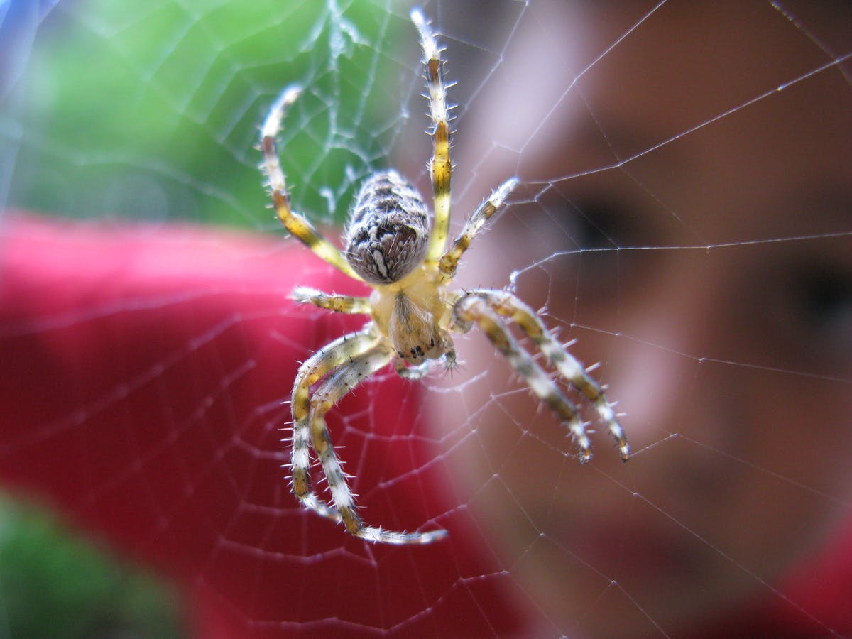 Family Nature Club – Spiders