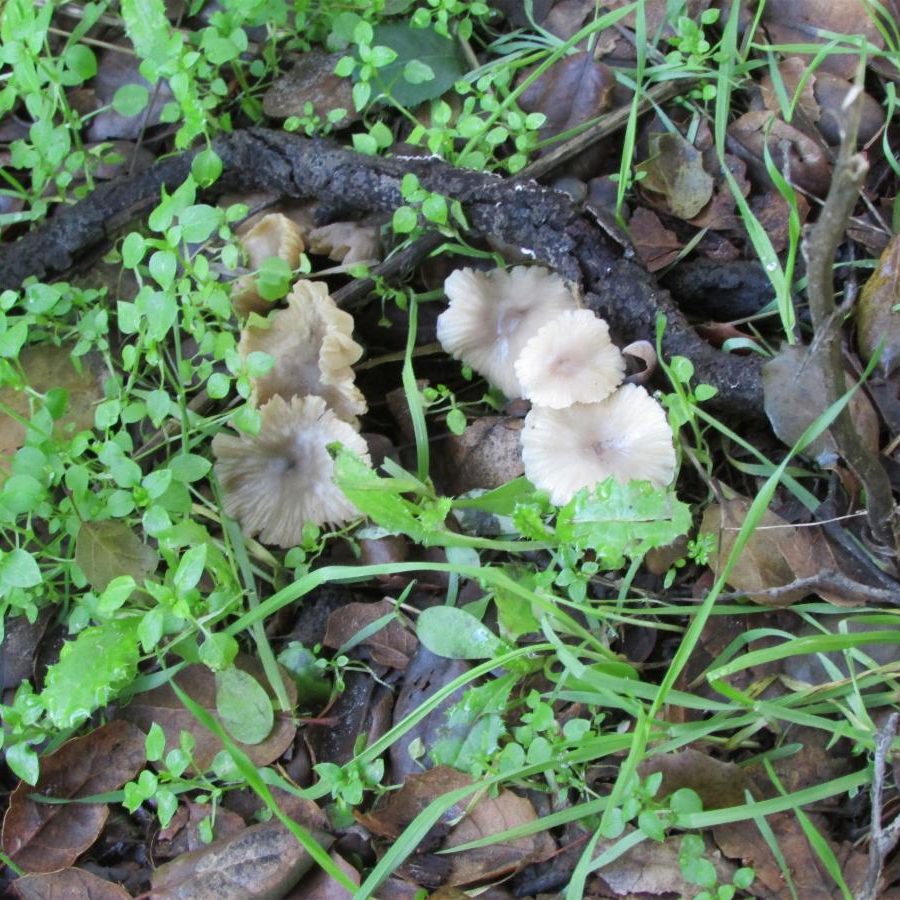 Mushroom Walk